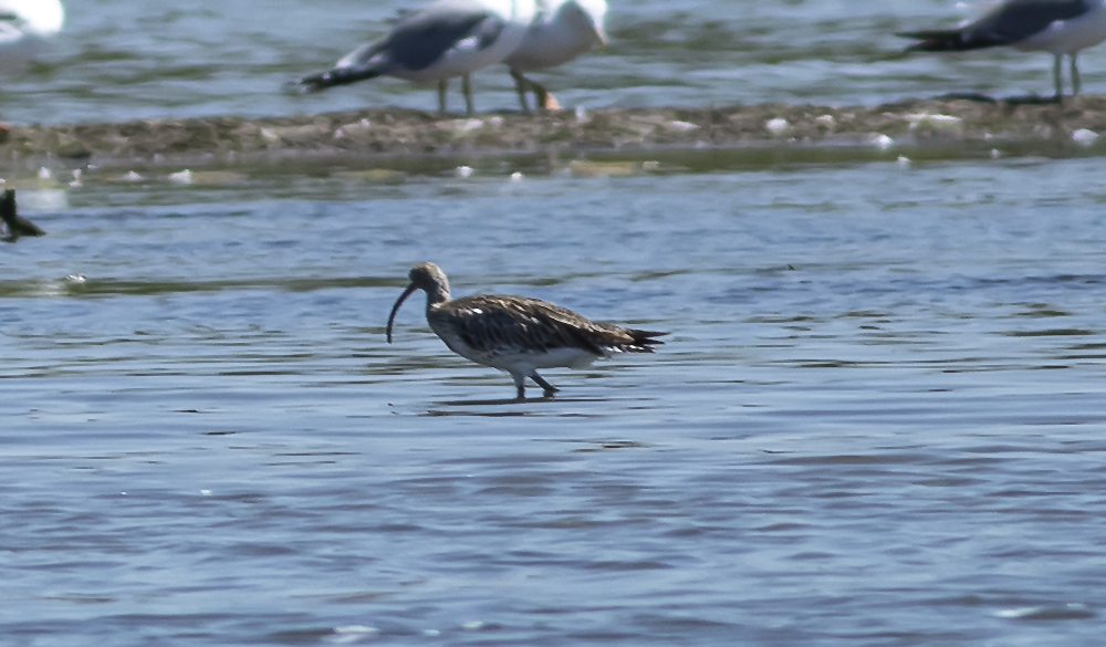 Eurasian Curlew